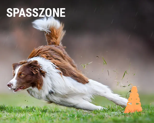 Spasszone am Dogsworld Campus
