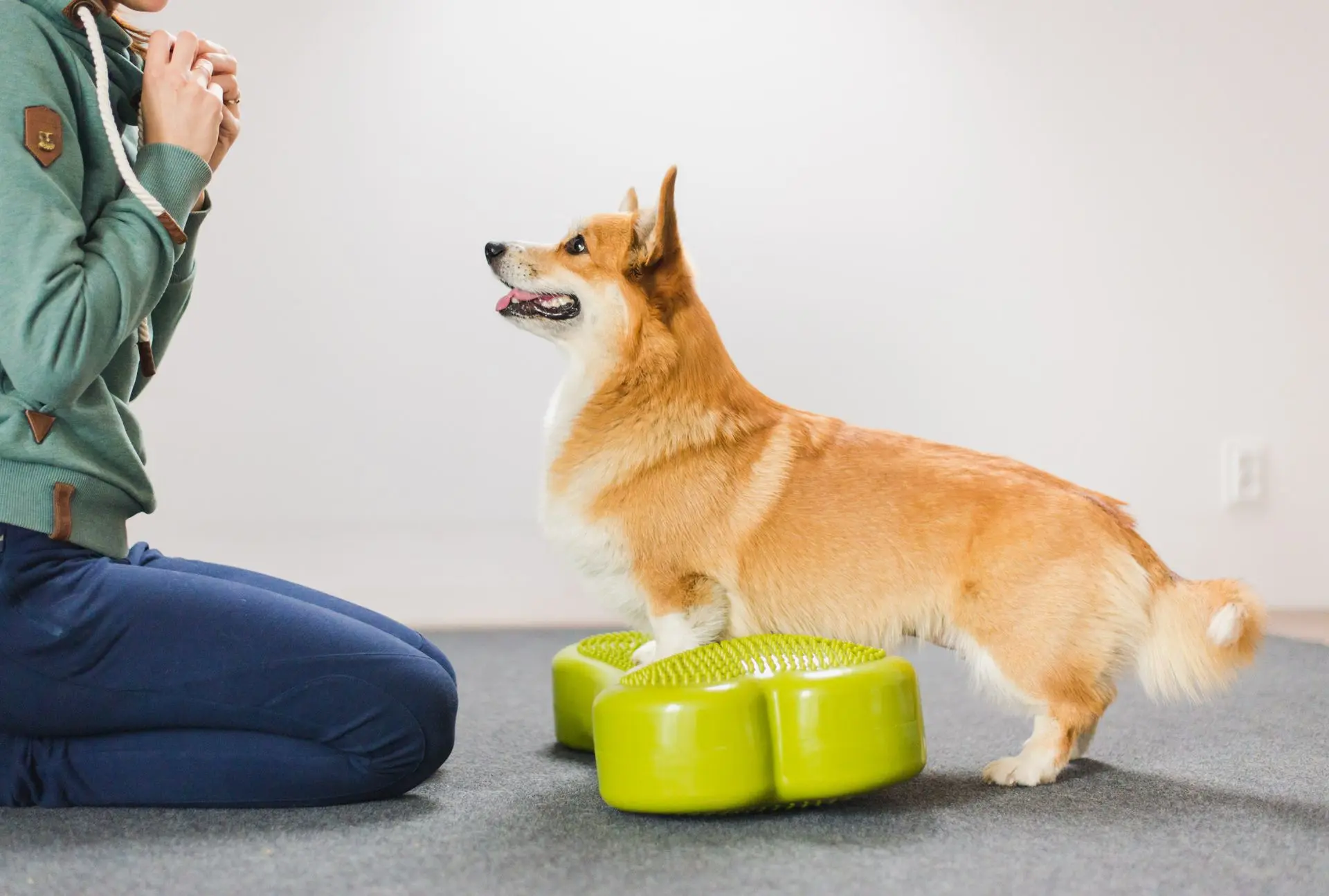 Physiotherapie und Muskeltraining für Hunde am Dogsworld Campus