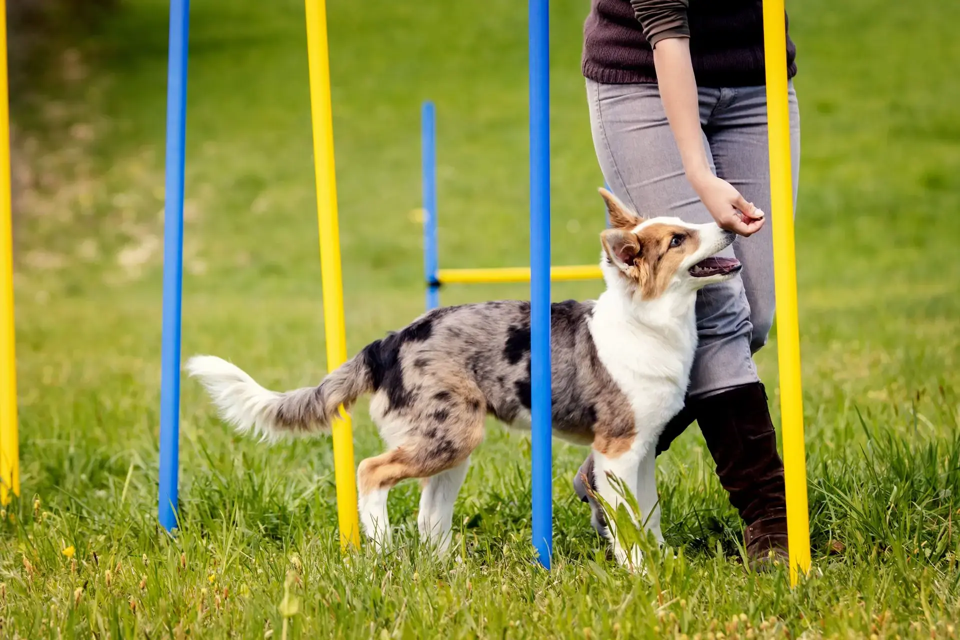 Training in der eingezäunten Hunde-Trainingszone