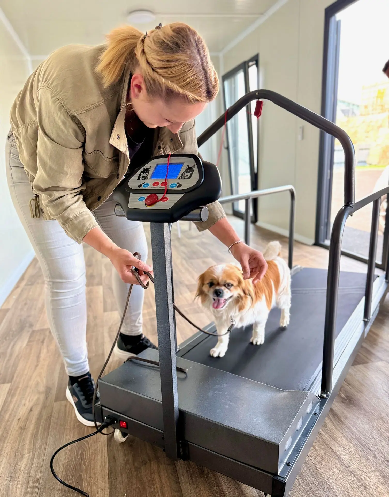 Laufband Hunde Selber Bauen