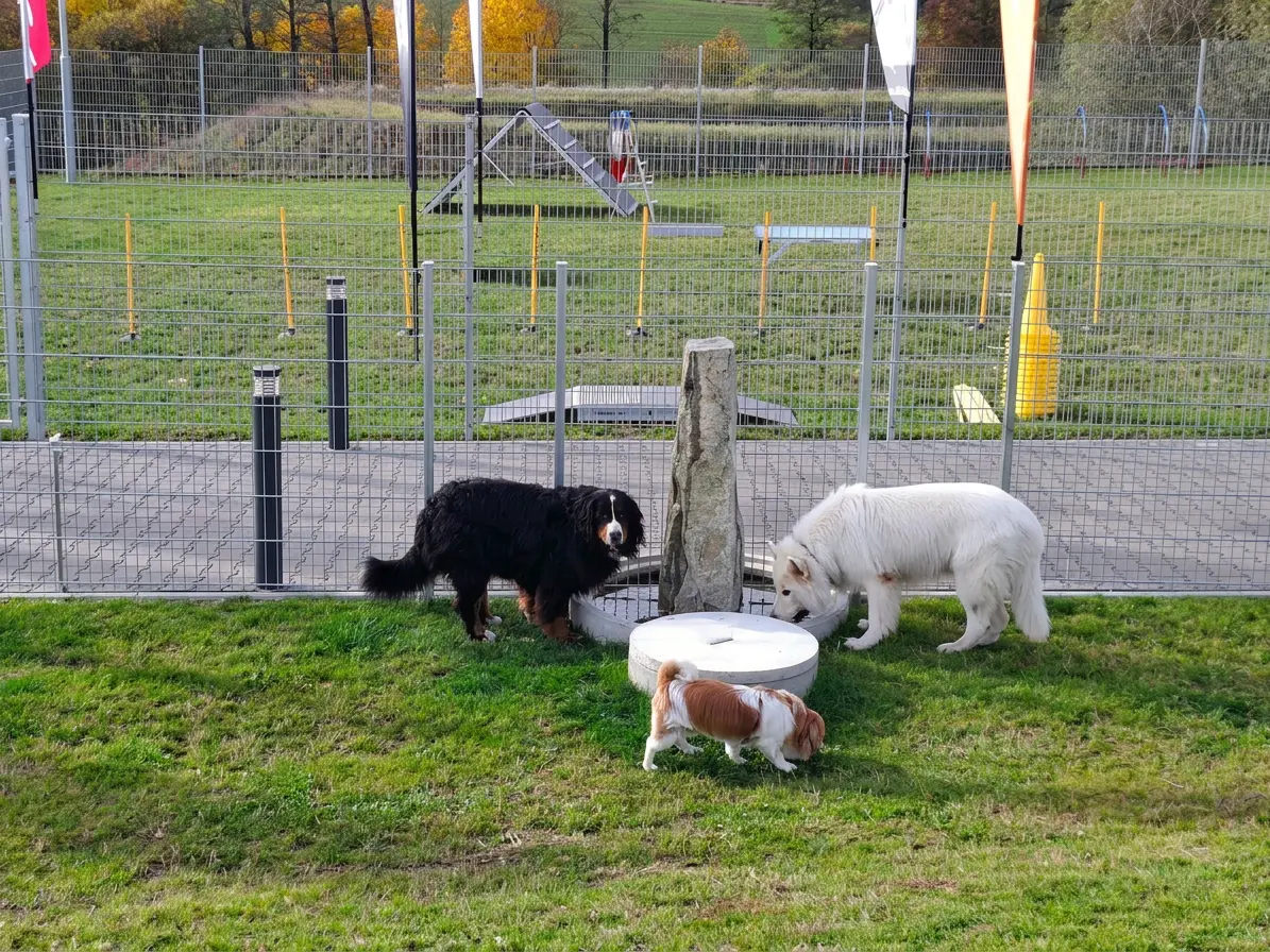 Die Hunde Fun Area im Mühlviertel