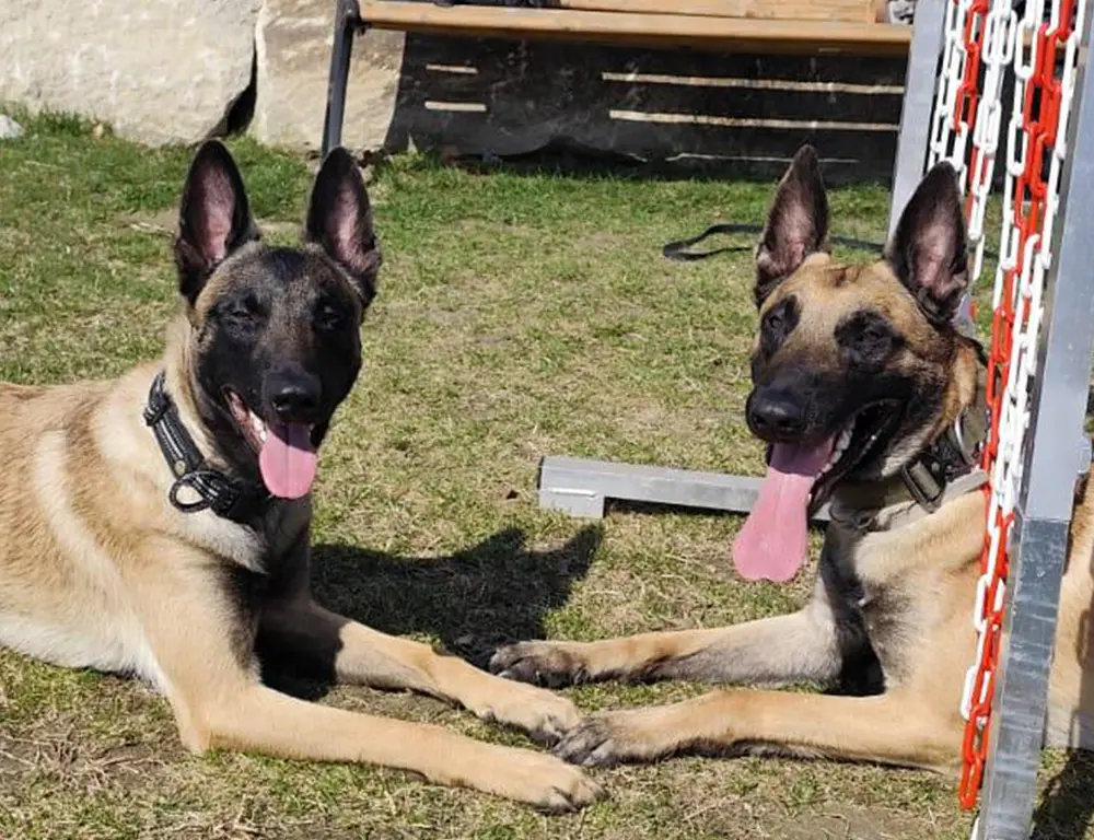 Hunde in der Spasszone