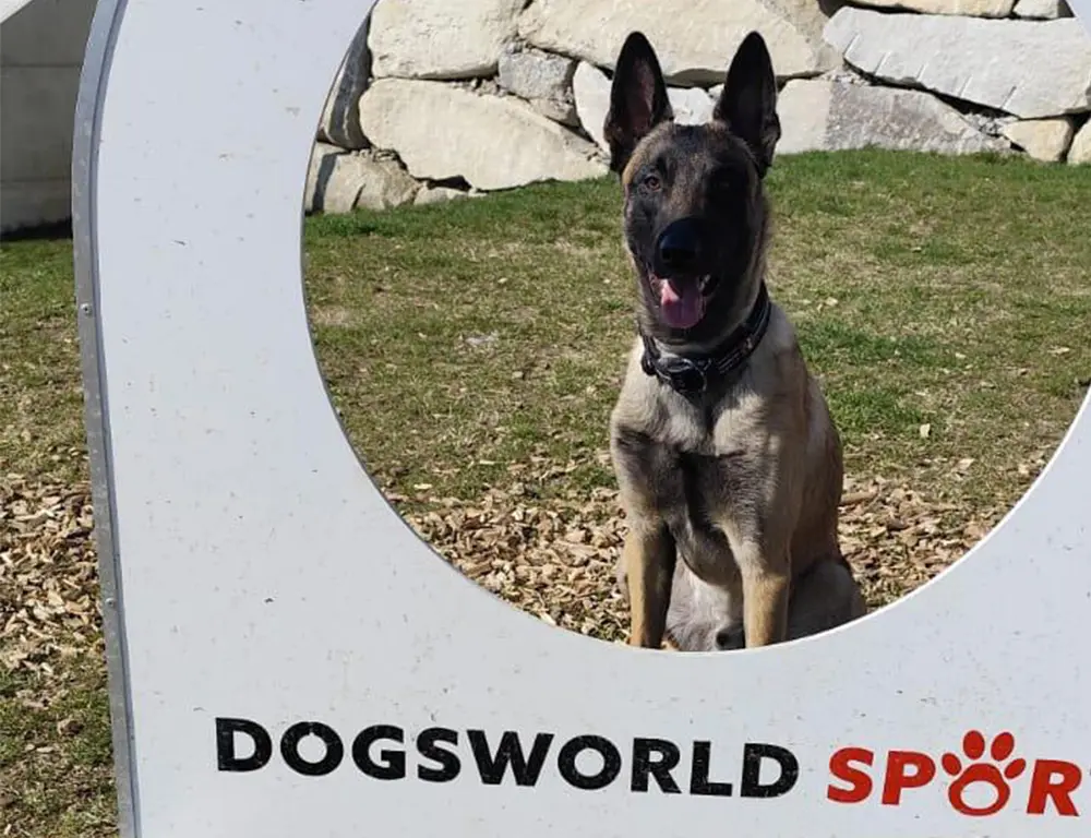 Hund in der Spasszone