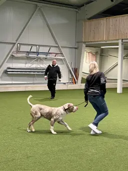 Hunde Training aktiv in der Trainingshalle Granit
