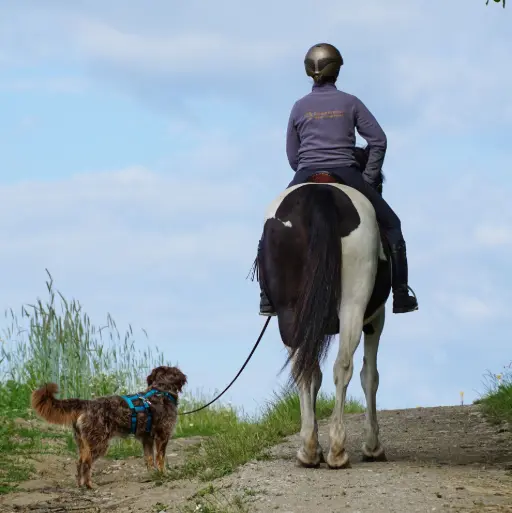 intensives Training fuer Reitbegleithunde