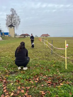 Canicross Workshop auf der Wiese