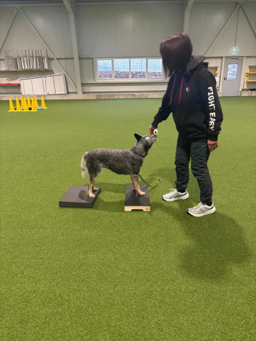 Training mit Hund in der Trainingshalle