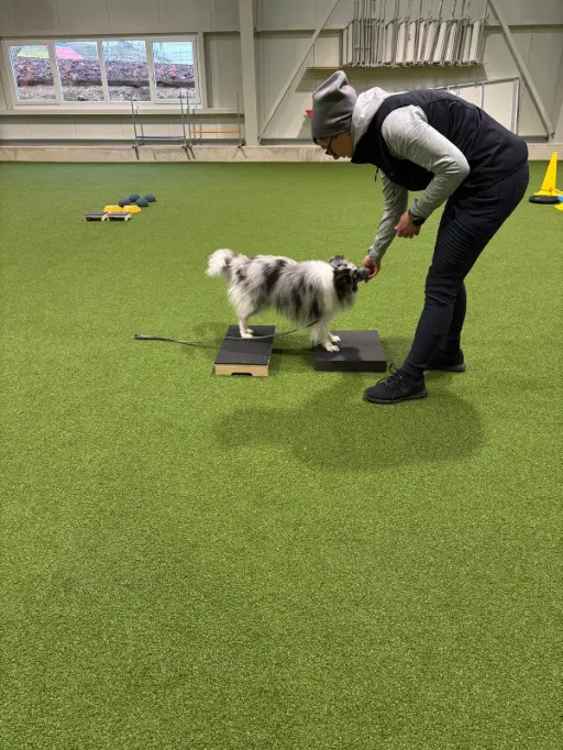 Fitnesstraining mit Hund in der Trainingshalle