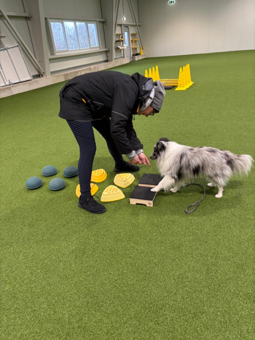 Fitnessübung mit Hund in der Trainingshalle