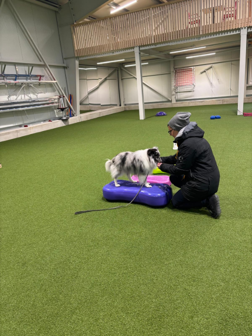 Fitnesstraining mit Hund in der Trainingshalle