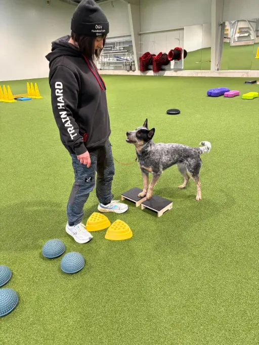 Fitnessuebung mit Hund in der Trainingshalle