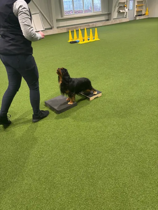 Hund beim Training in der Trainingshalle