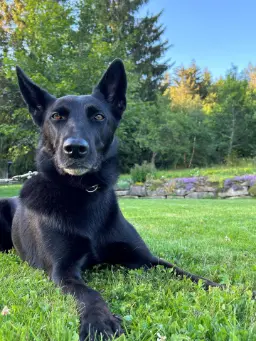 schwarzer Hund im Gras