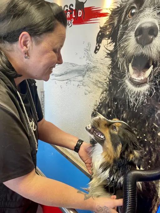 Hund im Splash Hunde Spa am Dogsworld Campus 