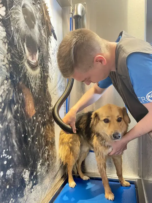 Hund im Splash Hunde Spa am Dogsworld Campus