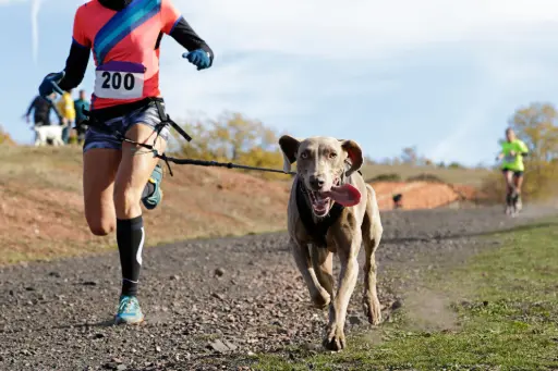 CaniCross Training mit Hund und Läufer