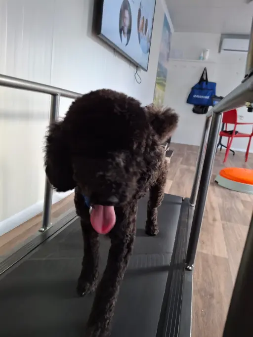 Hund am Laufband im Pfotenviertel am Dogsworld Campus