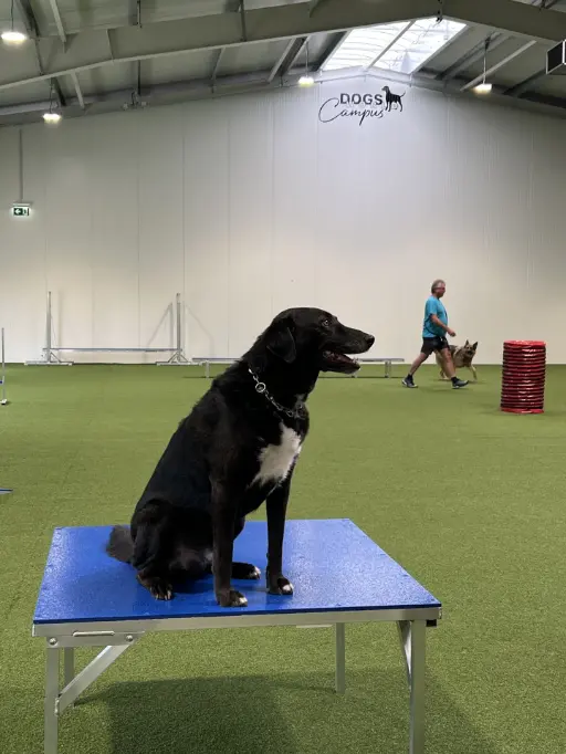 Hund auf Tisch in der Trainingshalle Granit