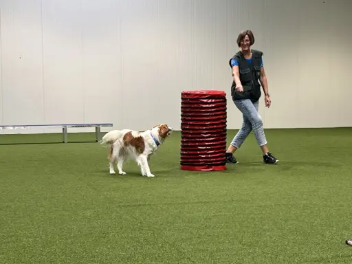 Hund beim Hooperstraining