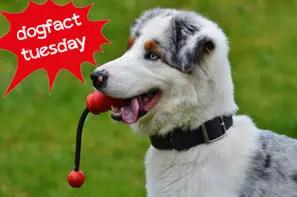 Junger Hund mit Spielzeug im Maul