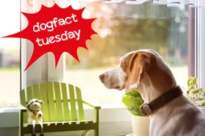 Hund sitzt alleine am Fenster und sieht raus