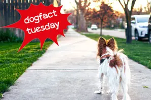 Hund von hinten schaut weg