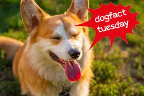 Hund sitzt mit geschlossenen Augen und genießt