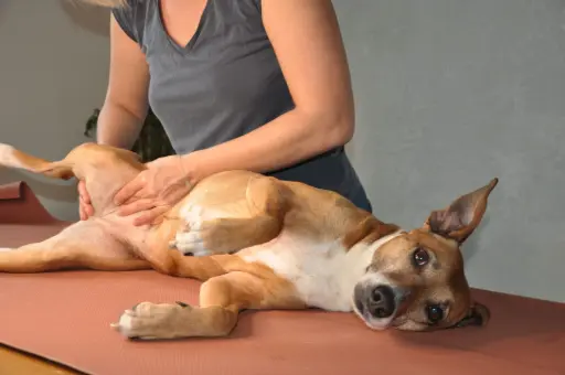 Hund bei einer Massage