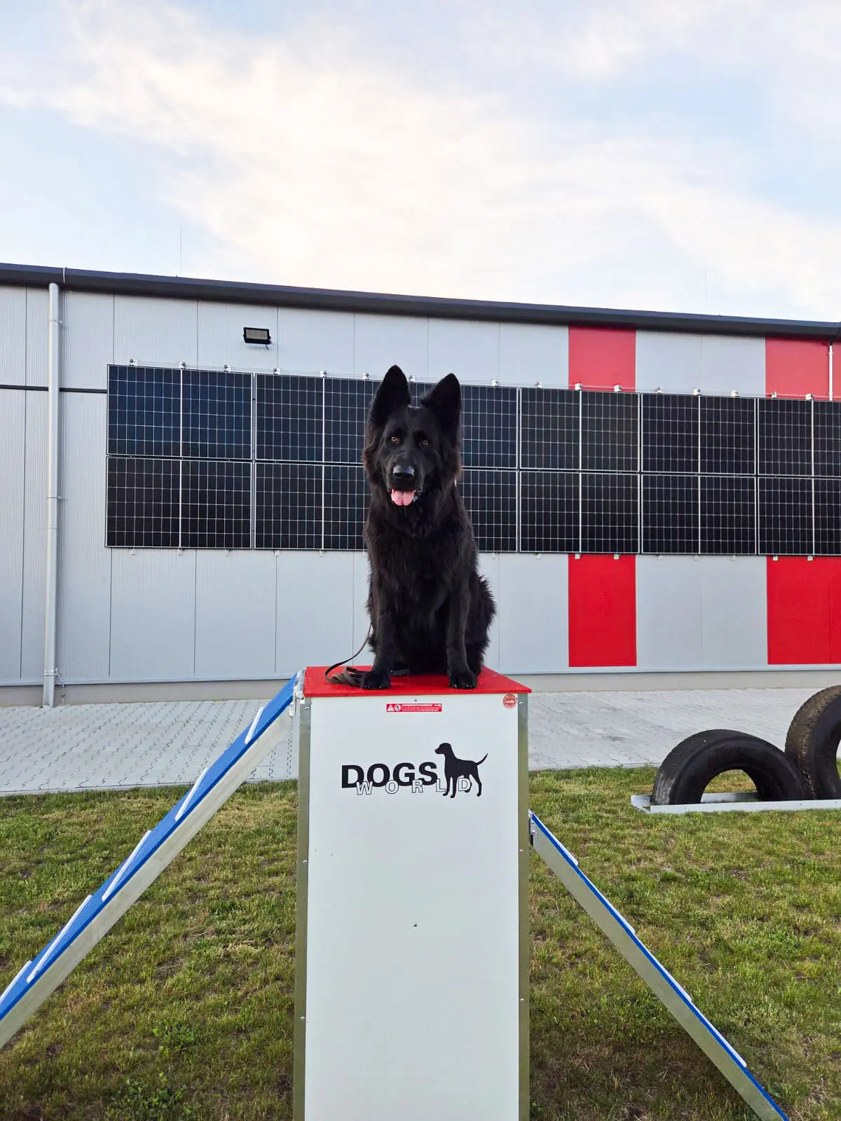 Hund am Vertrauensturm am Ninja Parcours