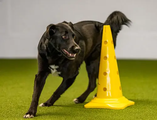 Hund beim Fitnessloops for dogs training