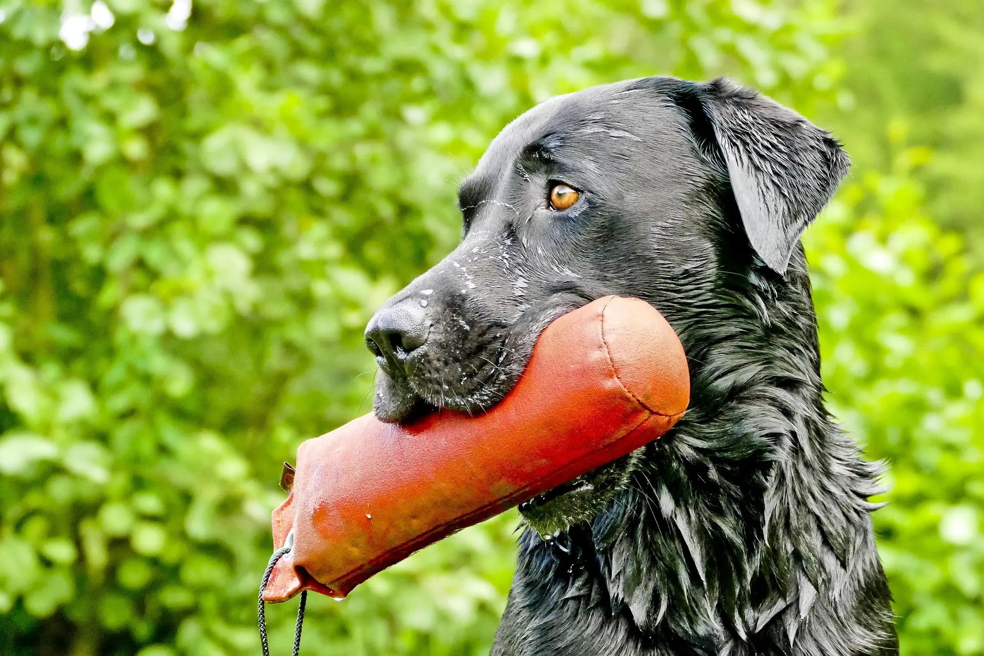 Hund