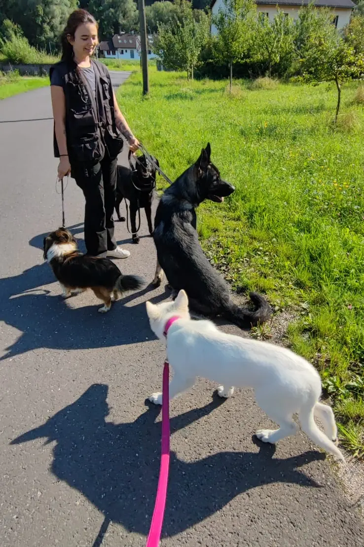 Raphaela beim Spaziergang mit Hunden