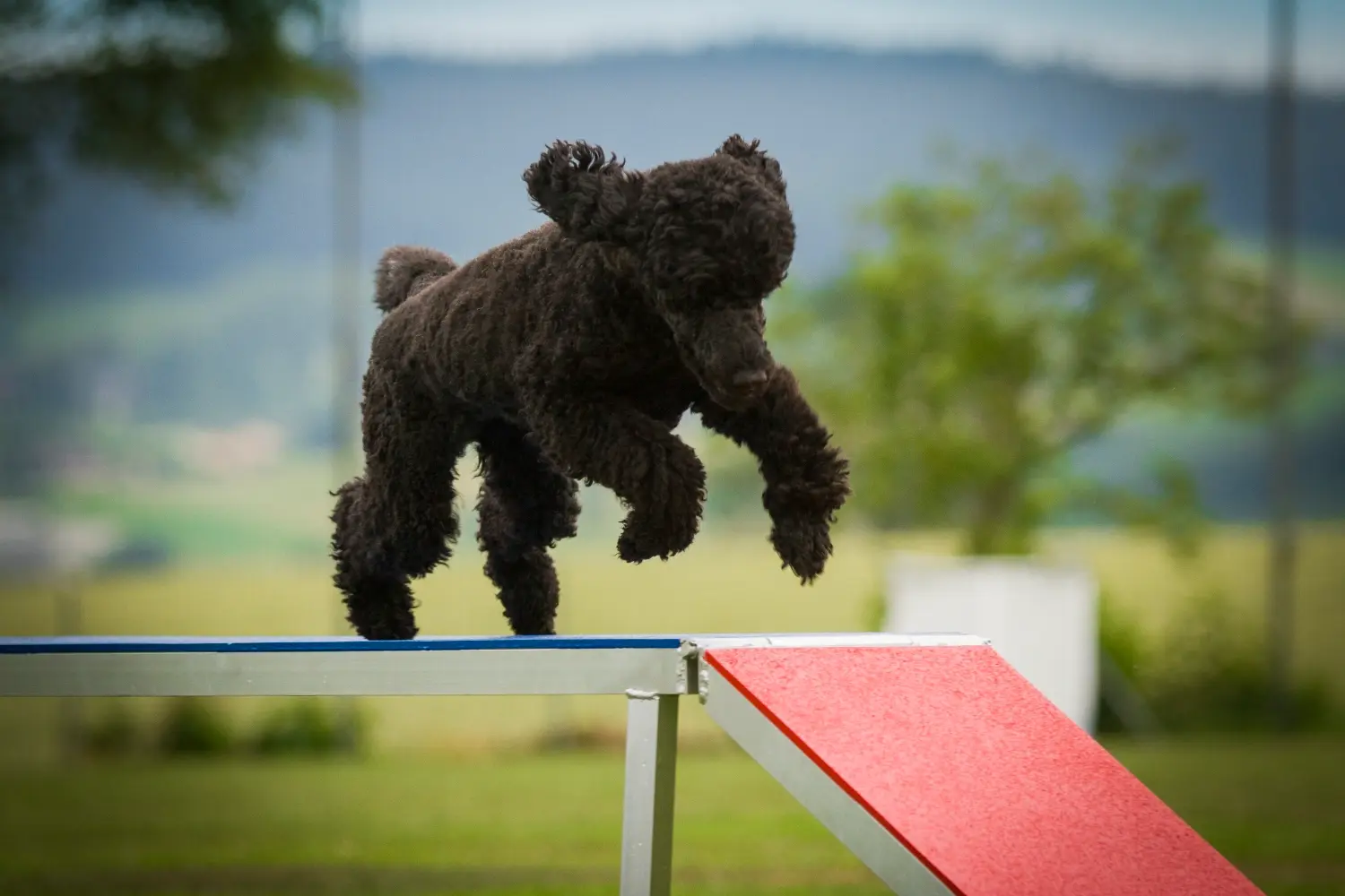 Training mit Geräten in der eingezäunten Outdoor-Trainingszone am Dogsworld Campus