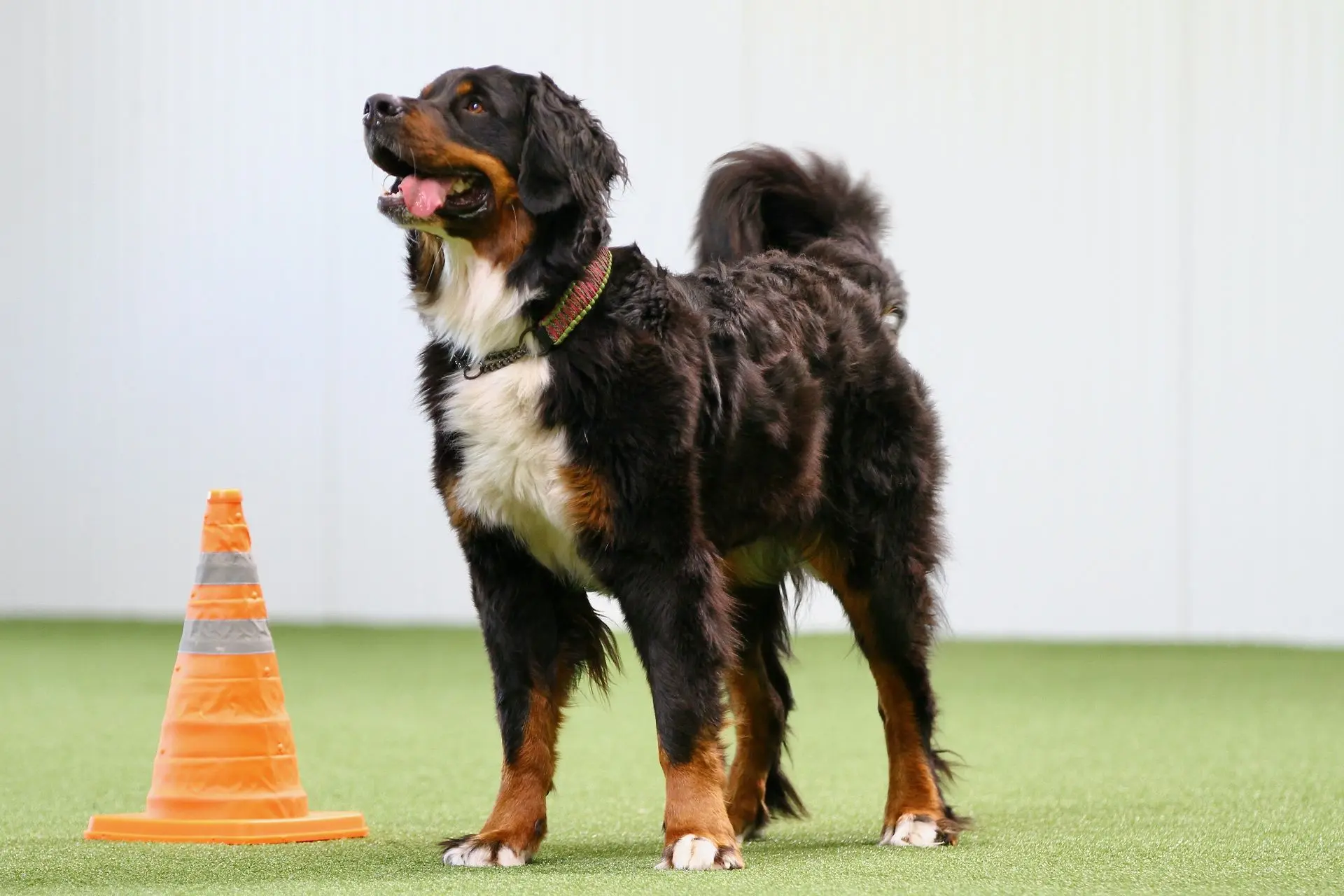 Berner Sennen Hund bei der Rettungshundearbeit in der Trainingshalle Granit