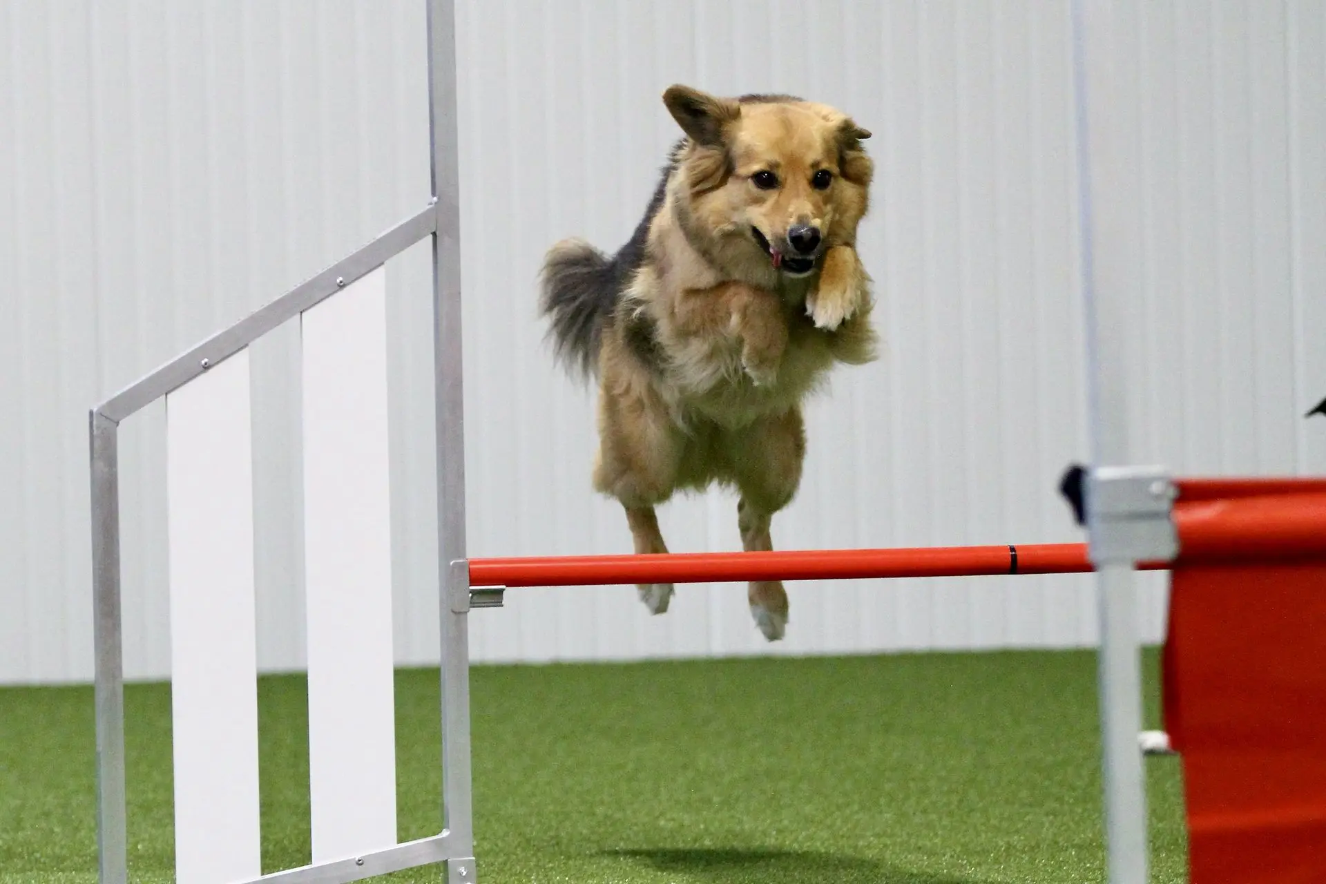 Agility Training mit unterschiedlichen Hürden in der Trainingshalle Granit