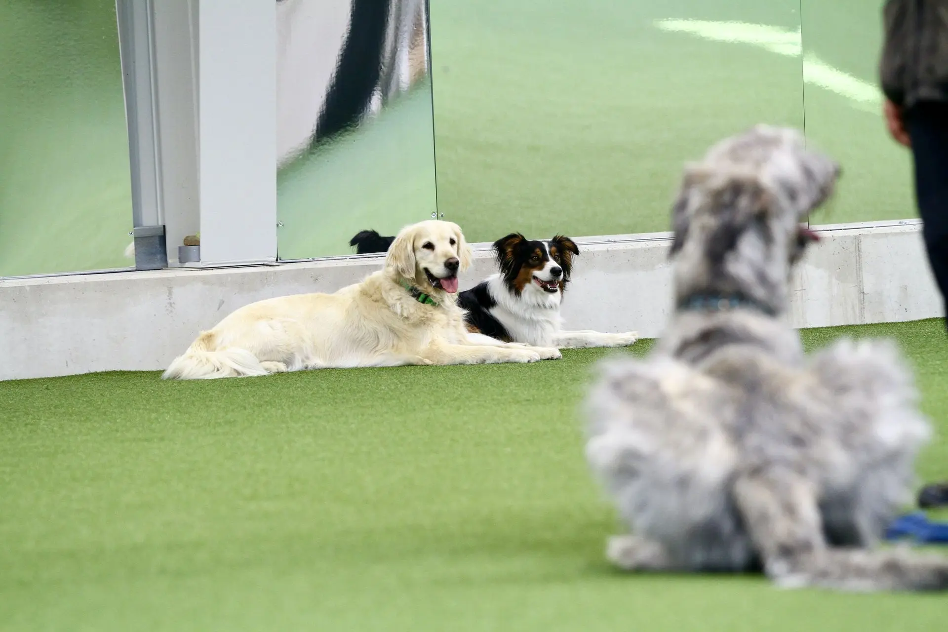 Hunde-Gruppentraining in der Trainingshalle Granit