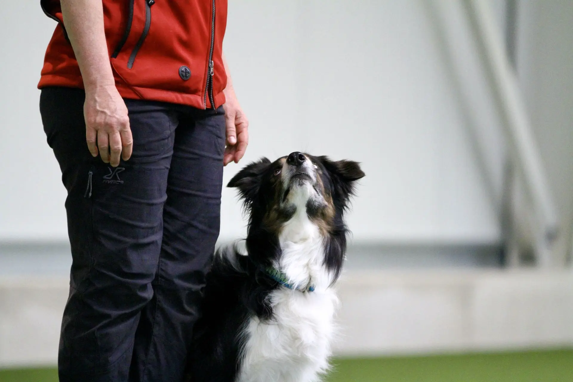 Die ideale Trainingsumgebung für Hundesport in der Trainingshalle Granit