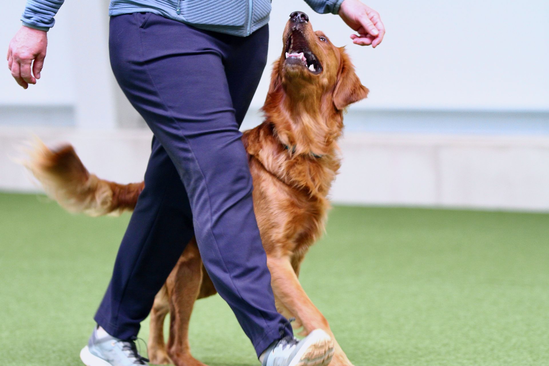 Obedience Training am Dogsworld Campus