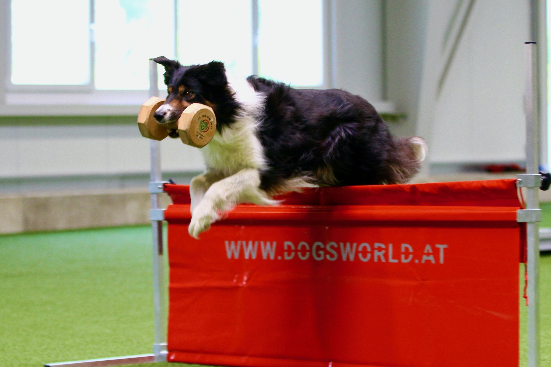 Hund springt über Dogsworldhuerde am Dogsworld Campus