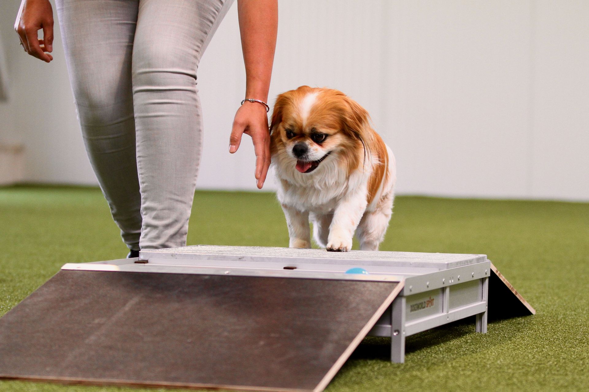 Hundetraining in der Trainingshalle Granit