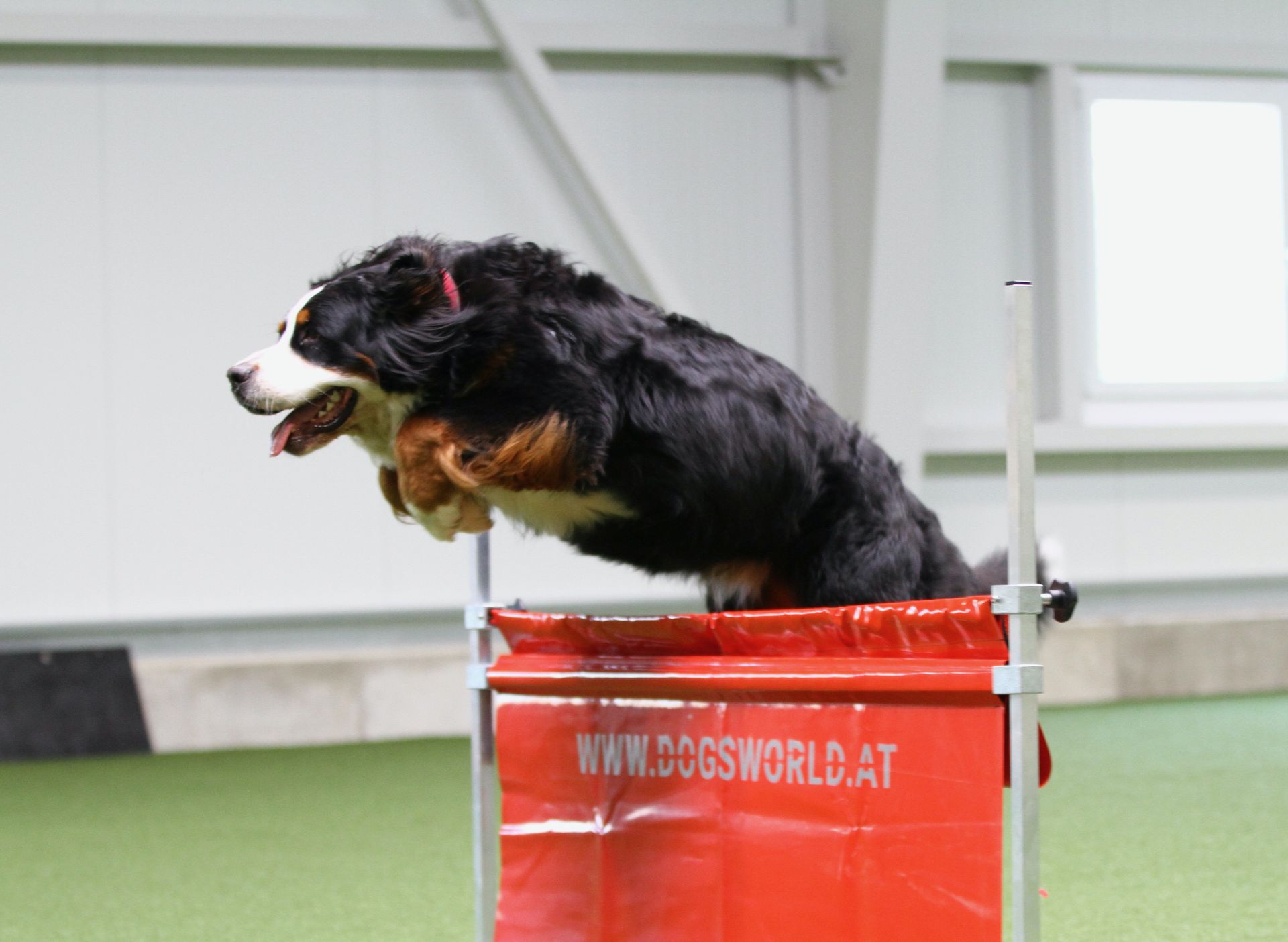 Hund springt ueber Huerde in der Trainingshalle