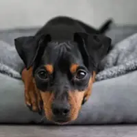 Hunde Quartier